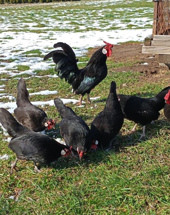 Jaja lęgowe bantamki