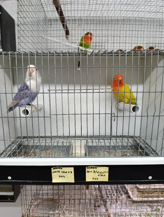 Casal de agapórnis fischeris