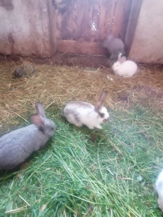 Sprzedam króliki 5szt