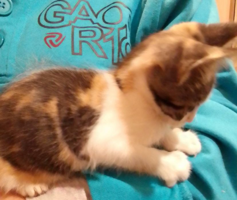 Маленькие котята