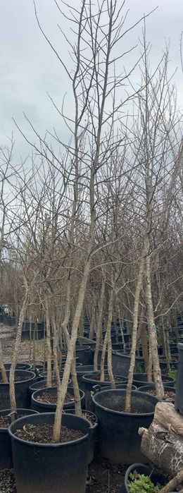 Liquidambar styraciflua 300/350cm