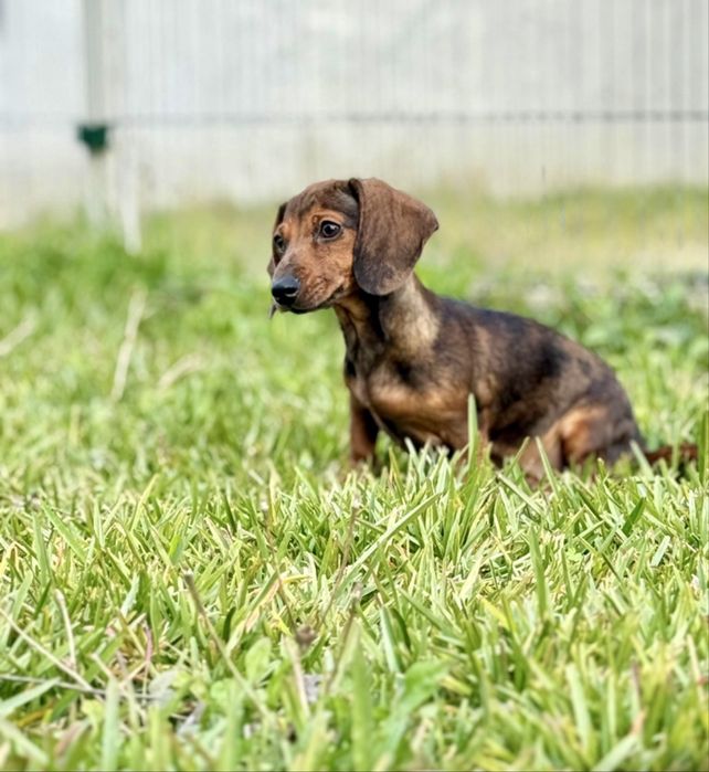 Menina Teckel miniatura lindissima olhinhos verdes