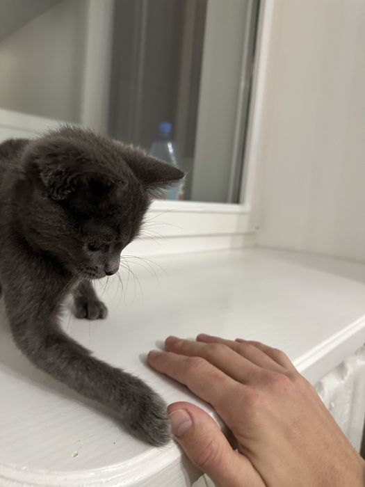 Котик шукає сімʼю. Віддам у добрі руки.