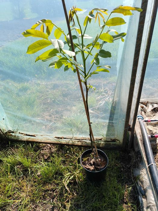 Orzech włoski szczepiony Jacek Sandomierski