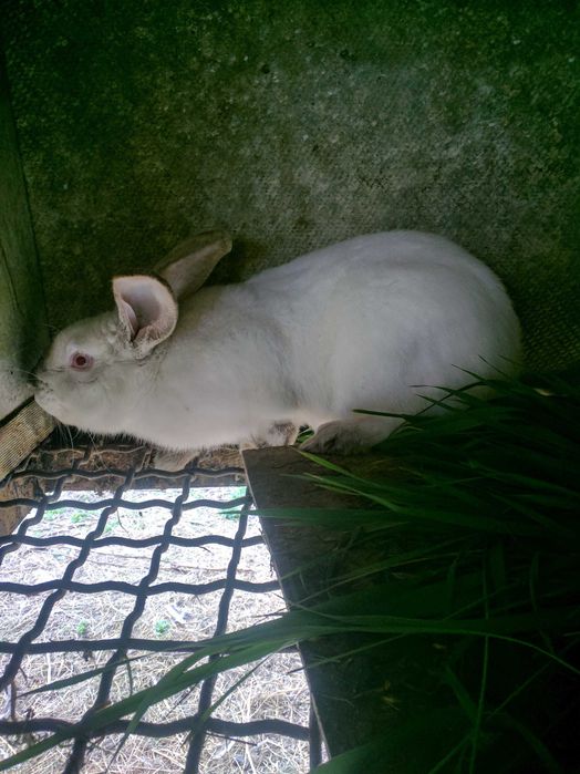 Продаем кролей 7-9 месяцев