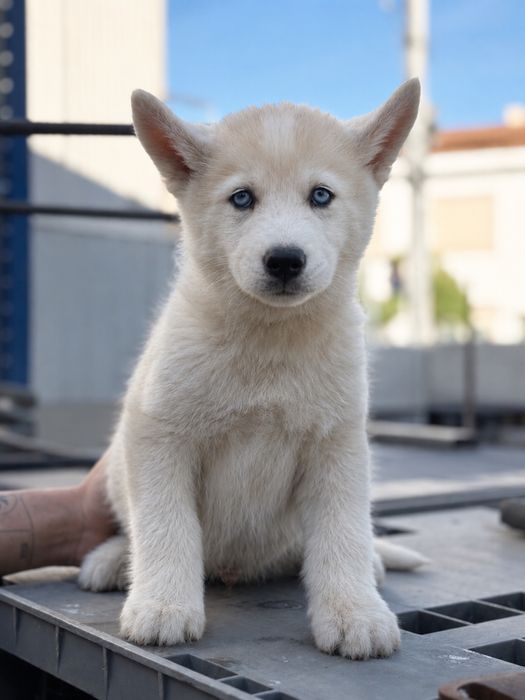 Husky siberiano CLop pedigree FCI