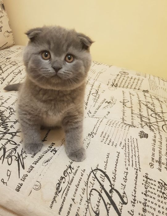Scottish fold macho