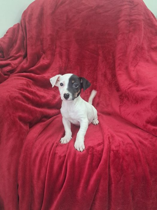Jack russel fantastica