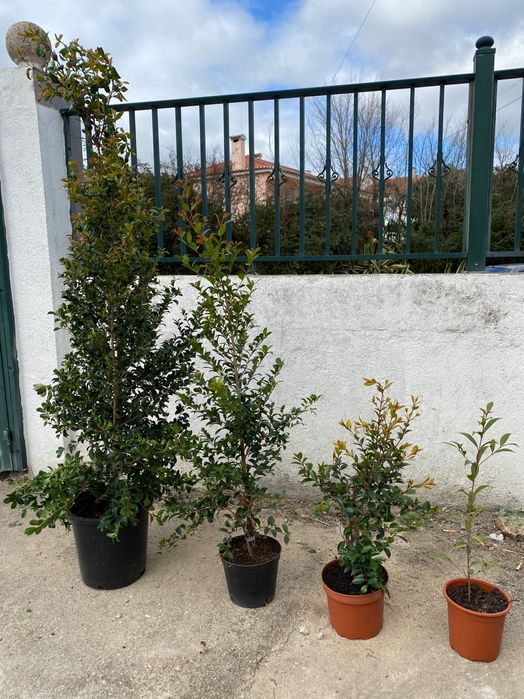 Eugenia sebe natural