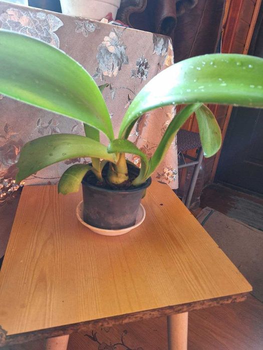 Незвичайної краси вазон Гемантус