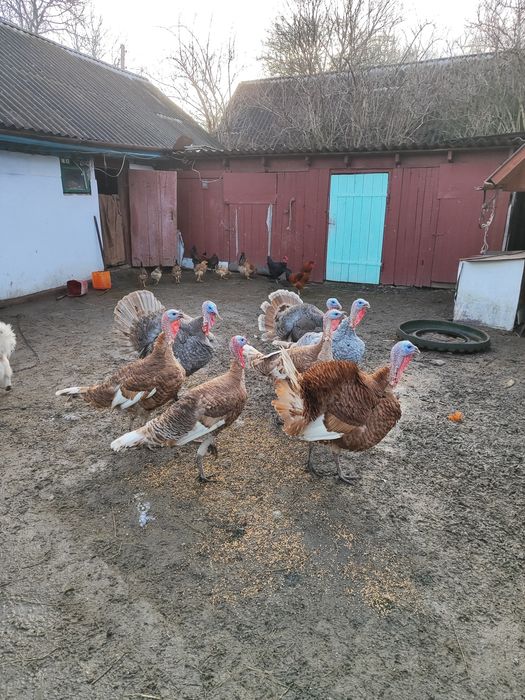 Індик индюк на племя Голубий Аспідний бурбон