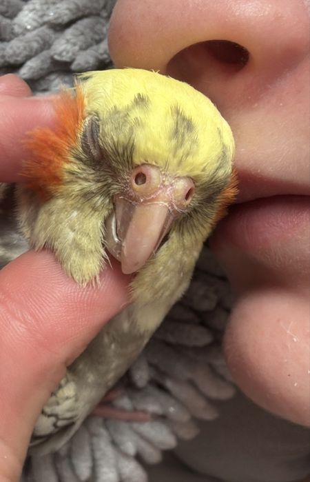 Zaginela papuga nimfa