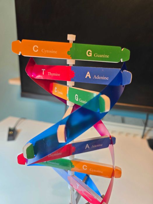 Model Podwójnej Helisy DNA