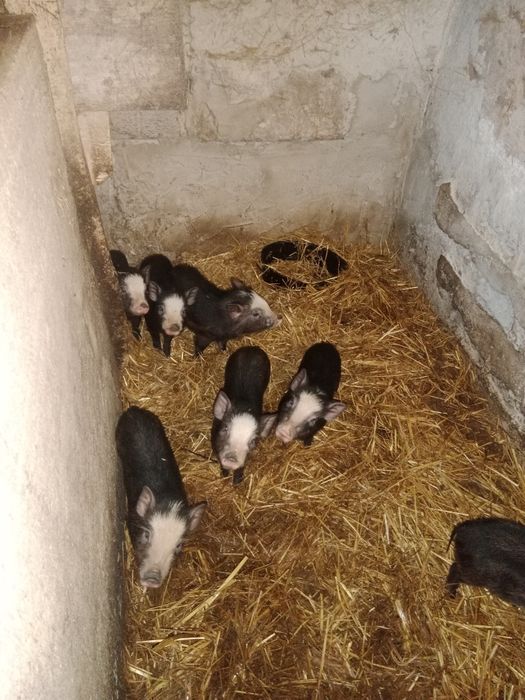 Świnki wietnamskie świniodziki świnie