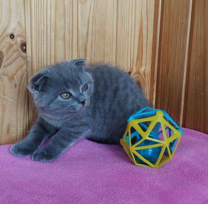 Шотландський висловухі кошенята