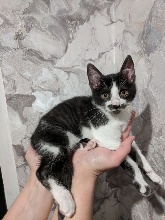 Віддамо кицьку в добрі руки