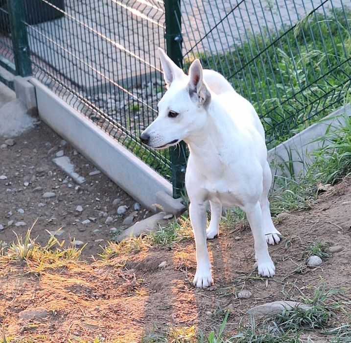 Urocza i energiczna Coco szuka domu