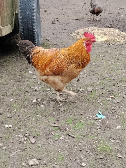 Kogut mix z genem niebieskiego jajka