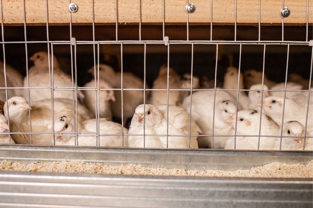 Інкубаційні яйця перепілок. Яйця на інкубацію. перепела техас