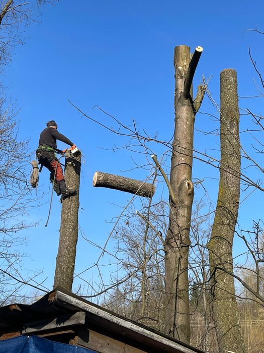Wycinka ,przycinka i pielęgnacja drzew