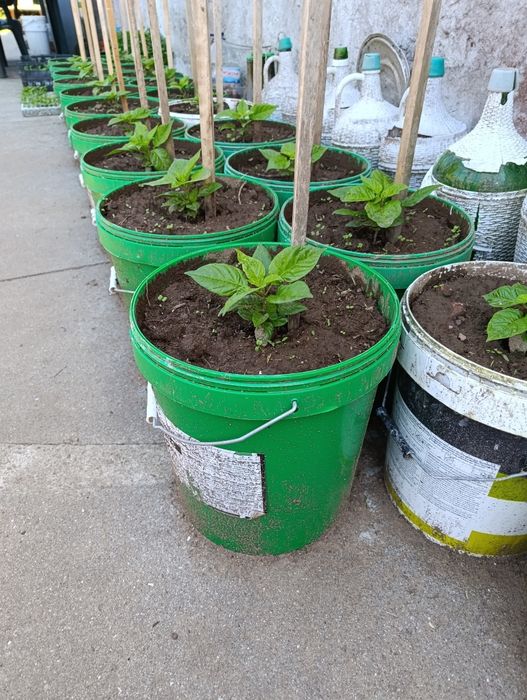 Plantas de Carolina reaper e ghost pepper já transplantadas em balde de 25 litros