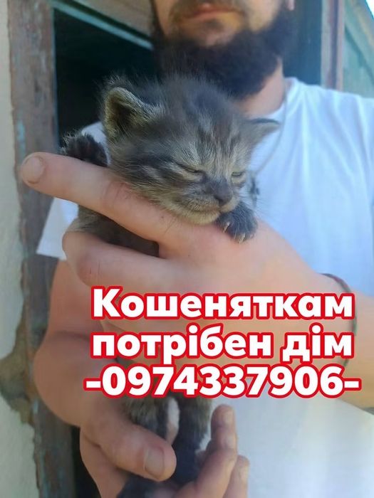 Кошенята шукають дім