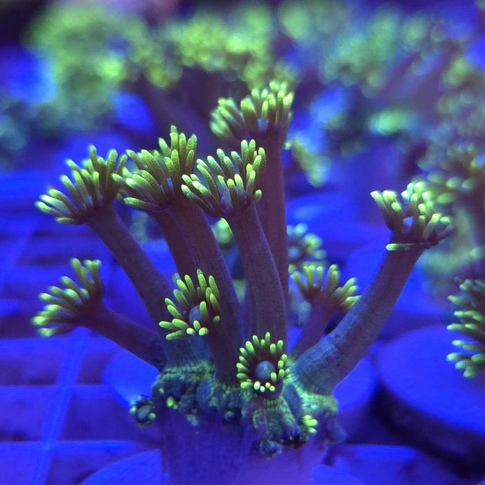 Goniopora Kryptonite – frag - LPS - koralowce Kingdom of Corals