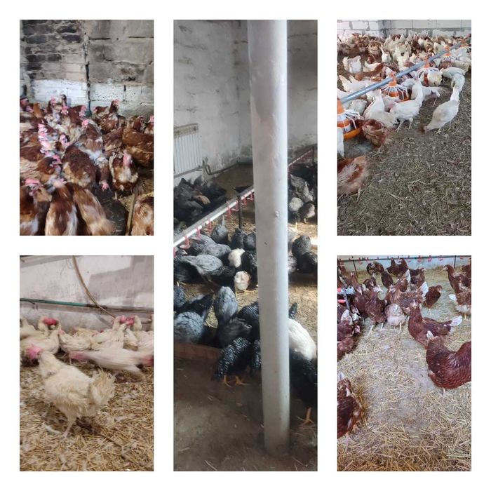 Продам кури несушки! Доставка безкоштовна. Дніпро!