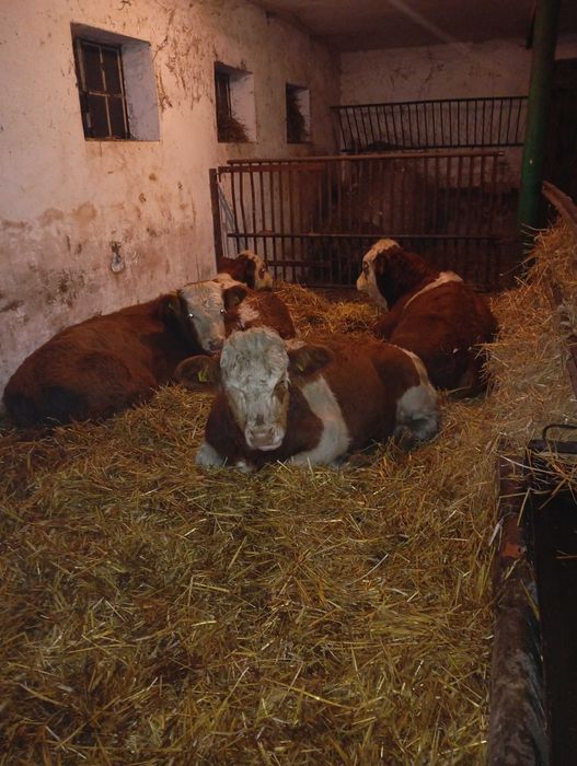Odsadki byczki byki jałówki simental