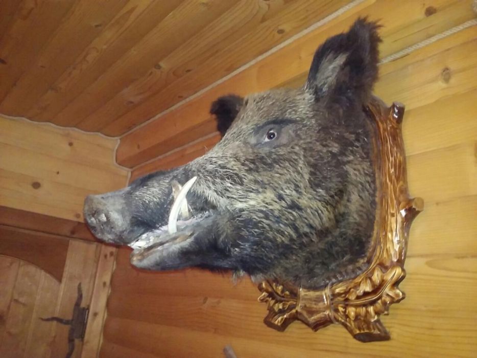 Продам голову кабана