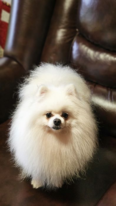 Продам мальчика шпица померанского