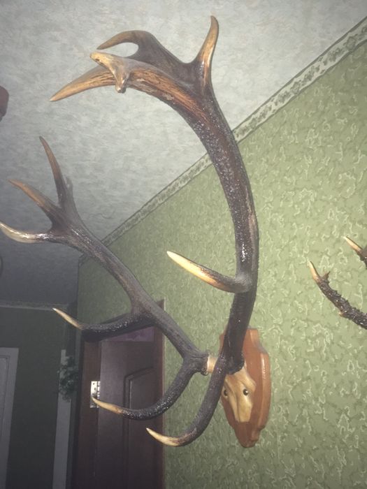 Рога оленя большие