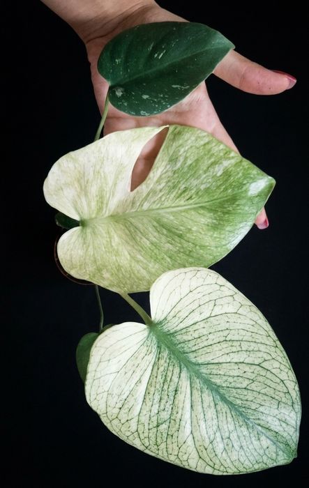 Monstera deliciosa mint