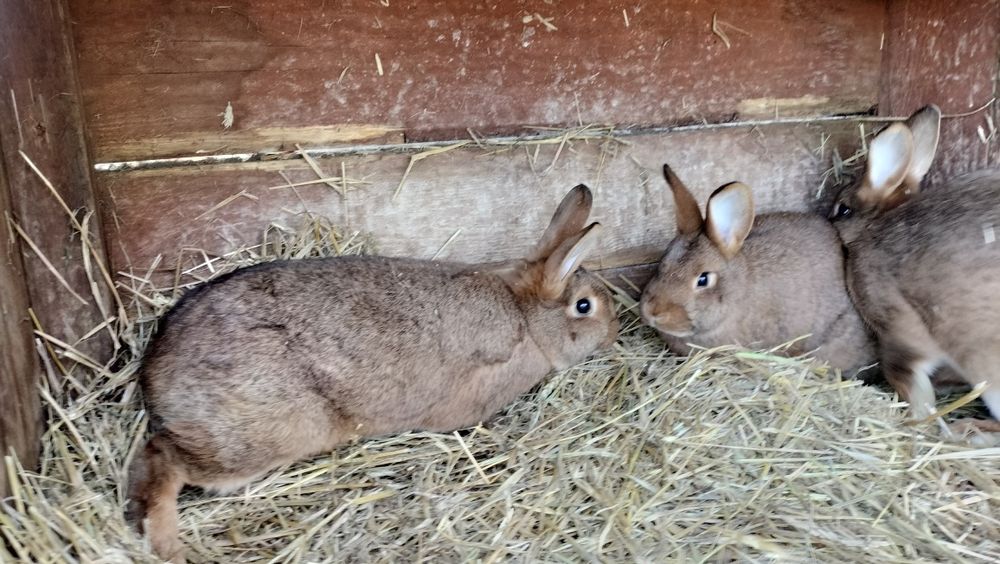 Króliki samice młode