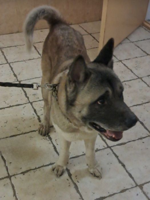 Отдам даром в добрые руки собаку породы Американская Акита Ину