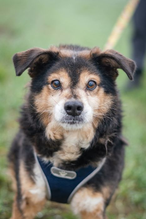 Irys senior do adopcji w Schronisku Nadzieja w Napierkach