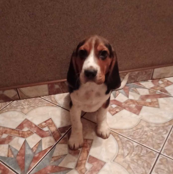 Szczeniak rasy BEAGLE SUKA