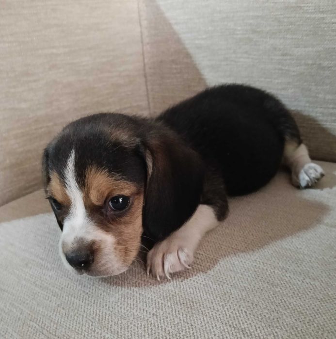 Beagle macho tricolor lindo