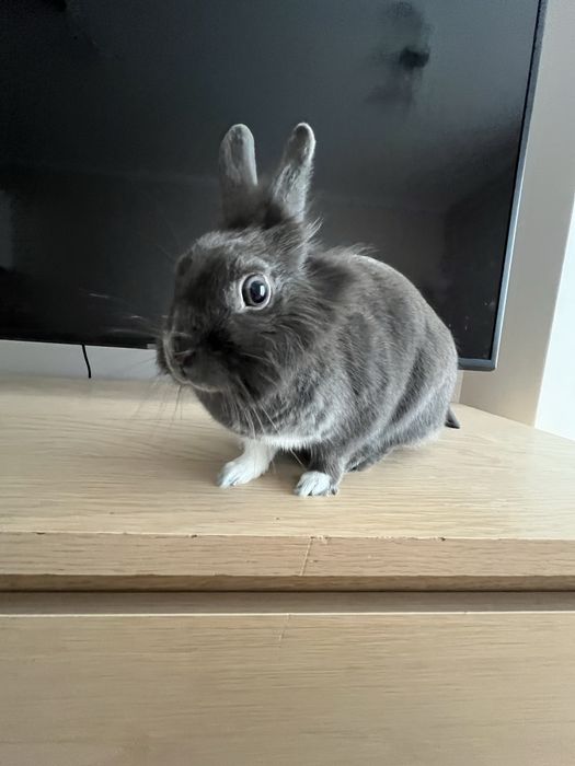 Króliczek miniaturka do sprzedania