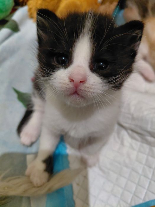 Милые КОТЯТА!!!!!