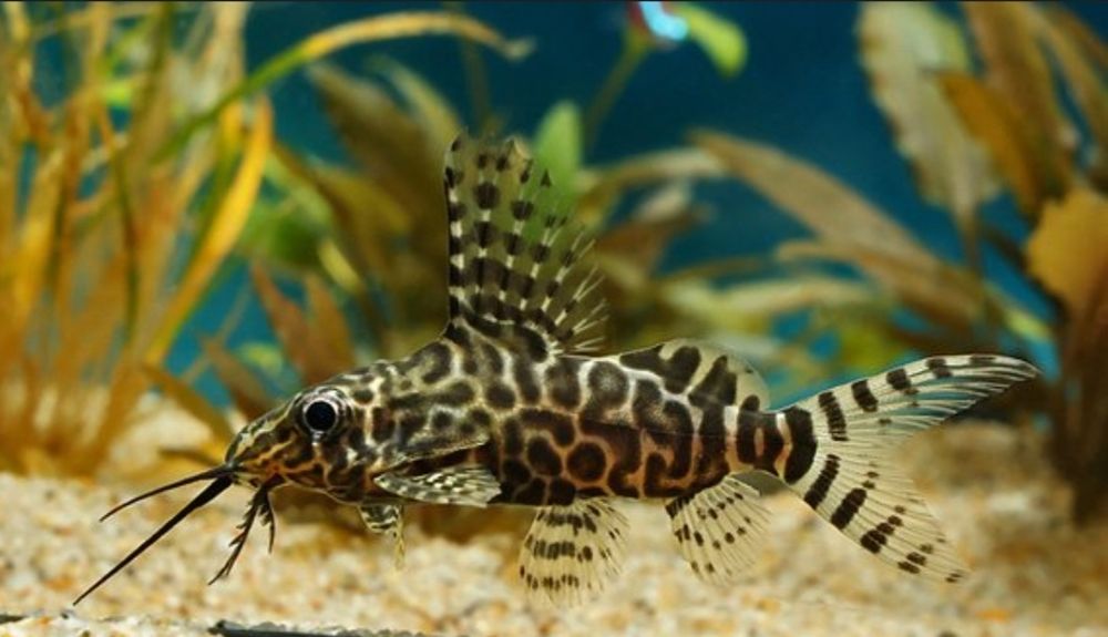 Synodontis eupterus