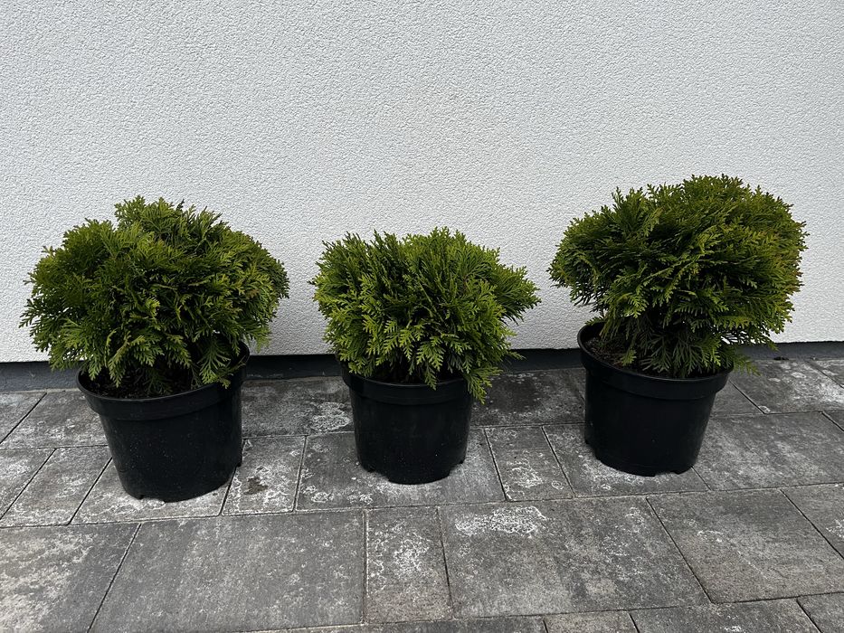 Туя західна Даніка