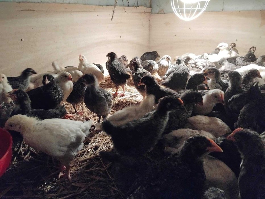 Kurki nioski Dominant.