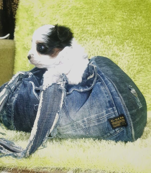 Біверйорк цуценя