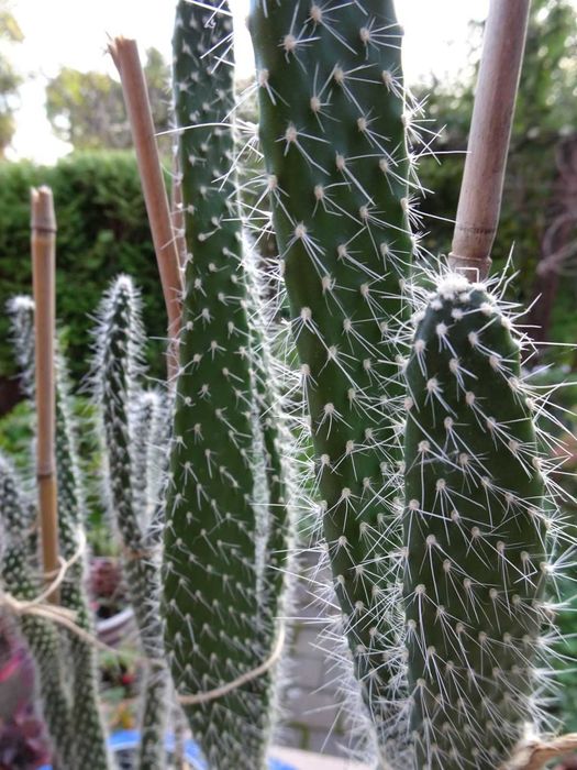 Opuncja białowłosa kaktus kaktusy wysokie