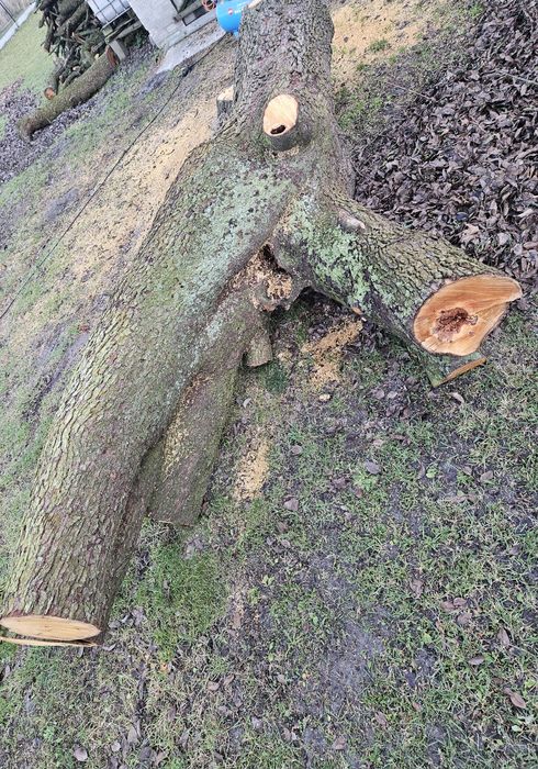 Drzewo na sprzedaż Gruszka