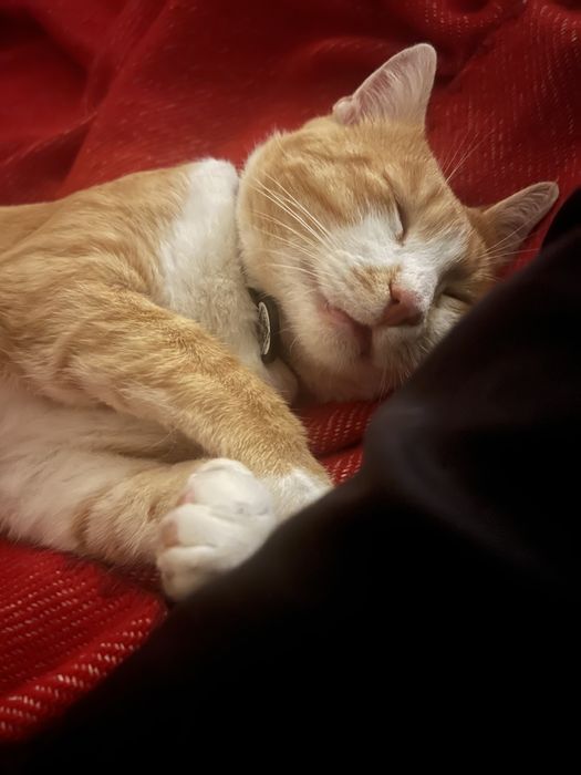віддам кота в родину