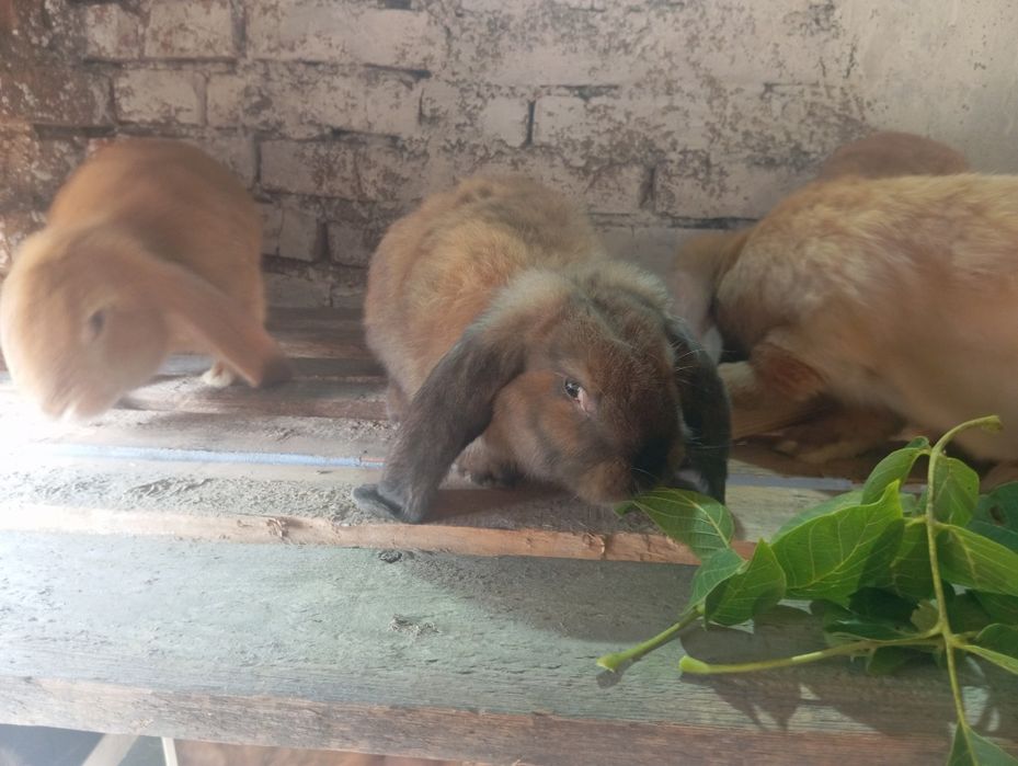 Продам кролі живою вагою