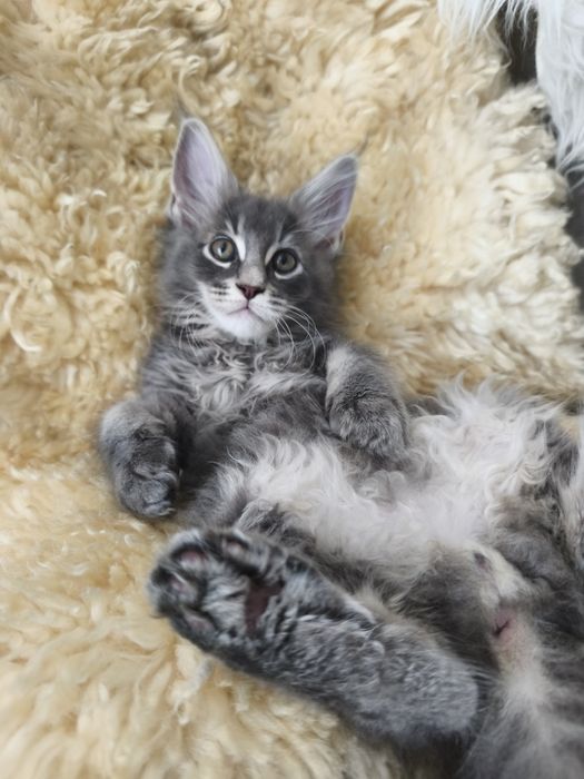 Axel Maine coon niebieski