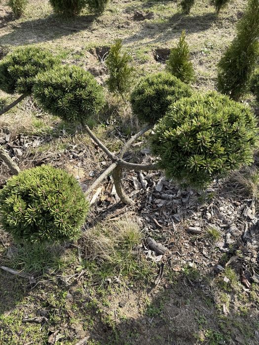 Sosna szczepiona bonsai piekna
